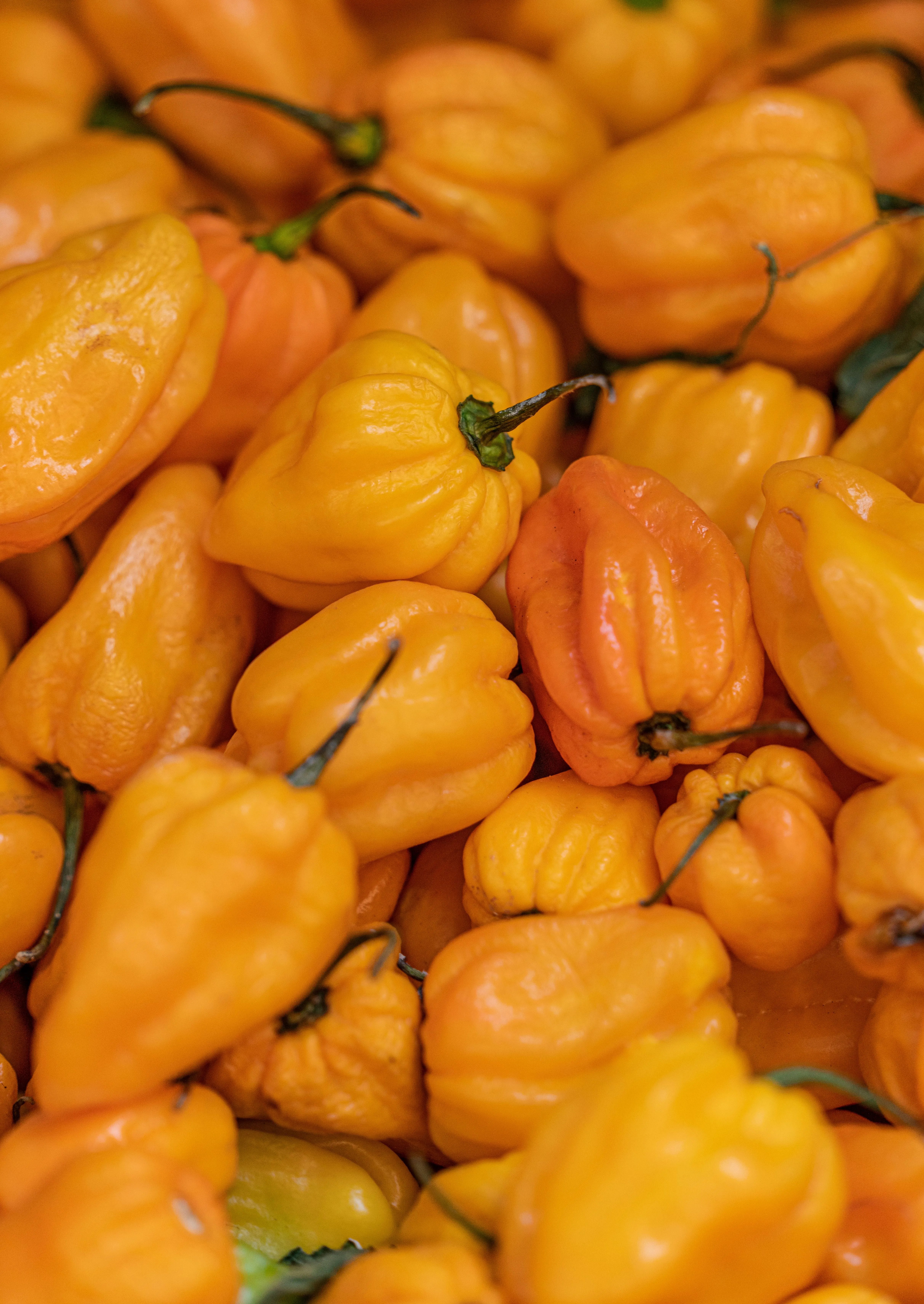 Scotch Bonnet Pepper